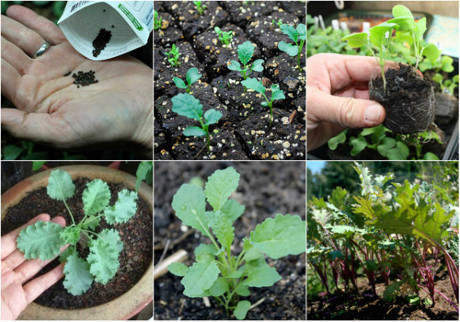Mách nhỏ cách trồng cải xoăn kale trong thùng xốp - Ảnh 2 Mach nho cach trong cai xoan kale trong thung xop - Anh 2