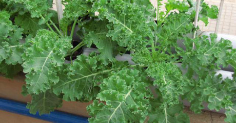 Mách nhỏ cách trồng cải xoăn kale trong thùng xốp - Ảnh 8 Mach nho cach trong cai xoan kale trong thung xop - Anh 8