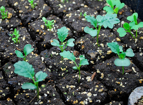 Mách nhỏ cách trồng cải xoăn kale trong thùng xốp - Ảnh 5 Mach nho cach trong cai xoan kale trong thung xop - Anh 5