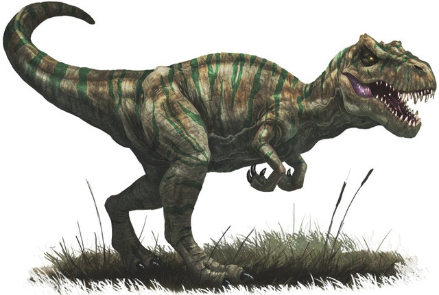 Khủng long bạo chúa thống trị thời tiền sử vì chúng thông minh ảnh 2 Loài Allosaurus cuối cùng cũng đã phải cúi gầm trước trí khôn của vị vua mới, loài Tyrannosaurus.
