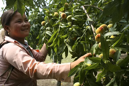 Cam nang can thiet cho chuyen di phuot Moc Chau ngam doi che xanh muot - Anh 3