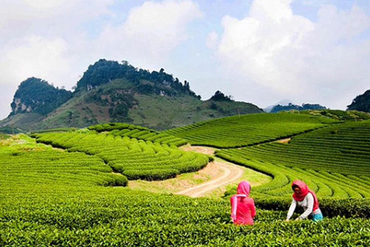 Du lịch Mộc Châu vào tháng Tư, du khách sẽ được ngắm đồi chè xanh bạt ngàn