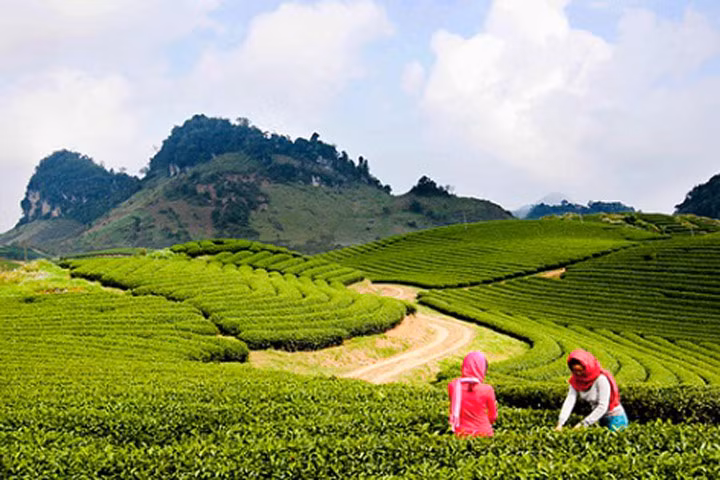 Du lịch Mộc Châu vào tháng Tư, du khách sẽ được ngắm đồi chè xanh bạt ngàn