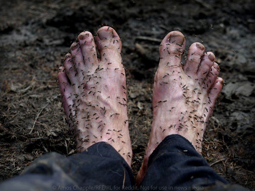 Muỗi luôn "quan tâm đặc biệt" tới những người tìm ngà voi