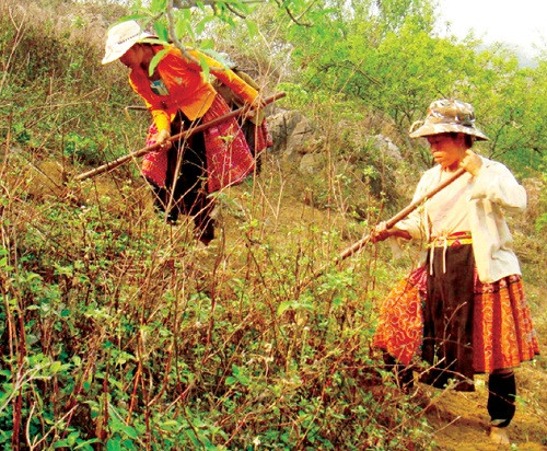 Bà con khi làm nương rẫy cần có phương tiện bảo hộ để phòng tránh mò đốt. Ảnh: MH