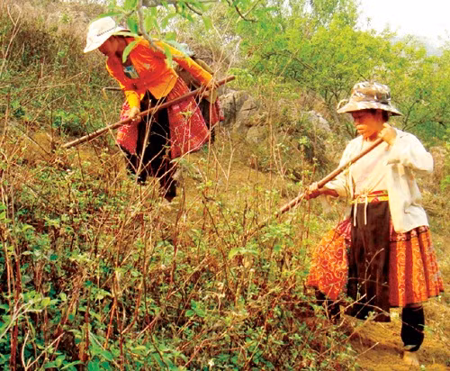Bà con khi làm nương rẫy cần có phương tiện bảo hộ để phòng tránh mò đốt. Ảnh: MH