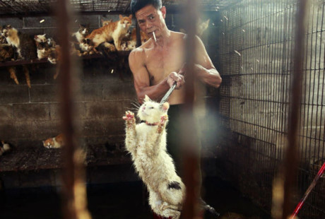 Trung Quốc vận động người dân không công khai giết chó ở lễ hội thịt chó lớn nhất nước - Ảnh 2 Trung Quoc van dong nguoi dan khong cong khai giet cho o le hoi thit cho lon nhat nuoc - Anh 2
