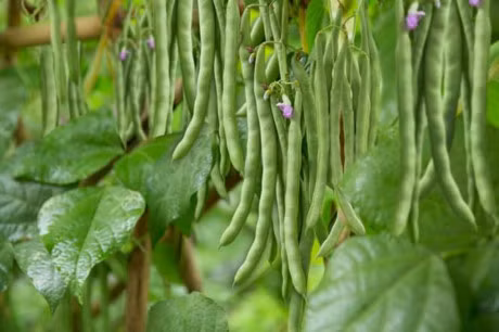 Can than voi dau co-ve va 3 loai thuc pham khac, de ngo doc neu khong nau dung cach - Anh 4