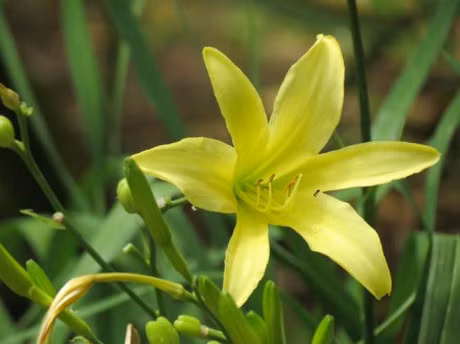 Can than voi dau co-ve va 3 loai thuc pham khac, de ngo doc neu khong nau dung cach - Anh 3