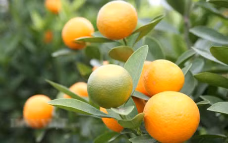 9 ly do tuyet voi de ban trong cay quat lay qua an hang ngay - Anh 3