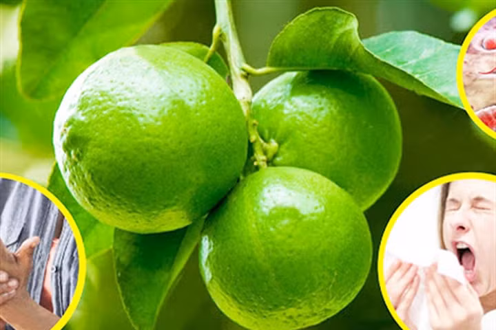 9 lý do tuyệt vời để bạn trồng cây quất lấy quả ăn hàng ngày