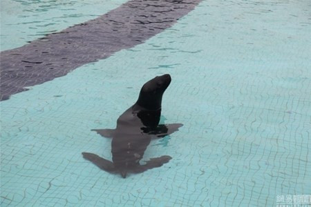 Dai gia thue sieu khach san to chuc sinh nhat thu cung