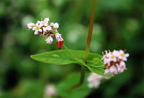 Đẹp mơ màng vườn hoa tam giác mạch ở Thủ đô - 11