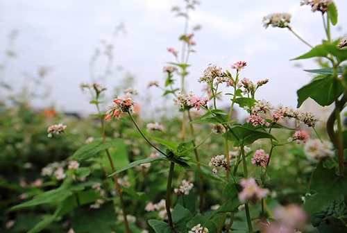 Đẹp mơ màng vườn hoa tam giác mạch ở Thủ đô - 2