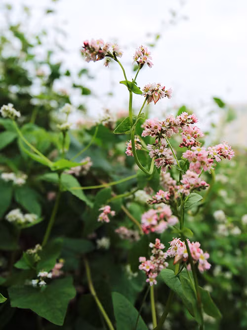 Đẹp mơ màng vườn hoa tam giác mạch ở Thủ đô - 4