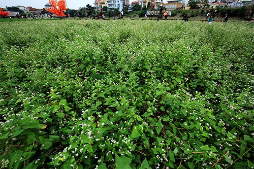 Đẹp mơ màng vườn hoa tam giác mạch ở Thủ đô - 1