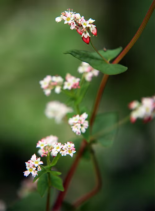 Đẹp mơ màng vườn hoa tam giác mạch ở Thủ đô - 10