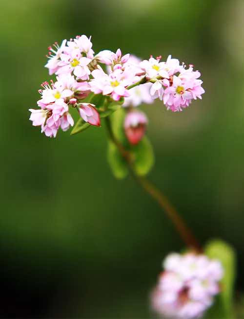 Đẹp mơ màng vườn hoa tam giác mạch ở Thủ đô - 12