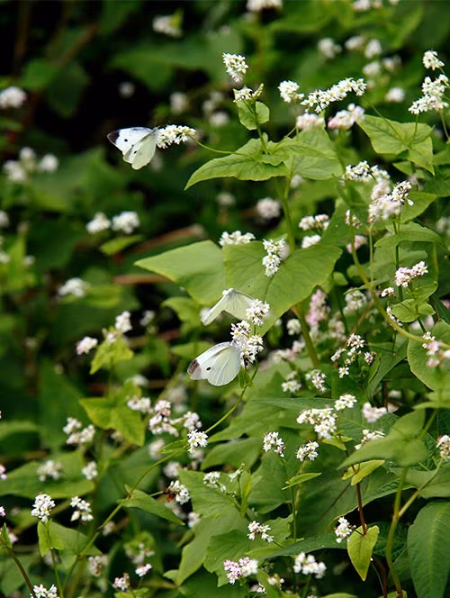 Đẹp mơ màng vườn hoa tam giác mạch ở Thủ đô - 6