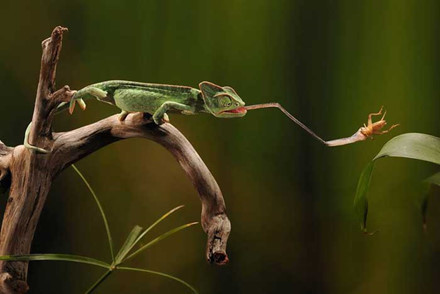 Bật mí vũ khí săn mồi cực kỳ lợi hại của tắc kè hoa - Ảnh 2 Bat mi vu khi san moi cuc ky loi hai cua tac ke hoa - Anh 2