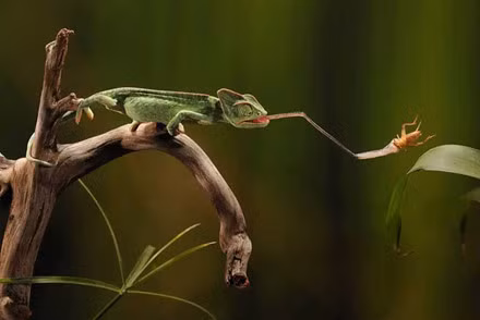 Bat mi vu khi san moi cuc ky loi hai cua tac ke hoa - Anh 2
