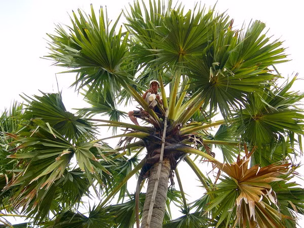 Nghề "độc": "Ăn cơm dưới đất, làm việc trên trời”