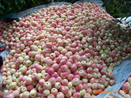 Bí mật ghê người phía sau những trái táo Trung Quốc - Ảnh 11 Bi mat ghe nguoi phia sau nhung trai tao Trung Quoc - Anh 11