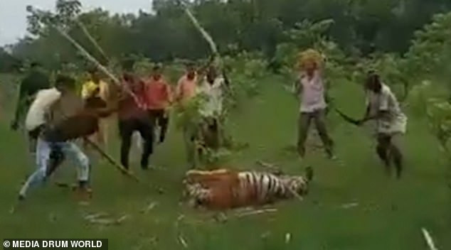 Người dân Ấn Độ đánh con hổ để trả thù việc nó đã làm 9 người khác bị thương.