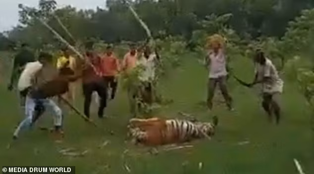 Người dân Ấn Độ đánh con hổ để trả thù việc nó đã làm 9 người khác bị thương.