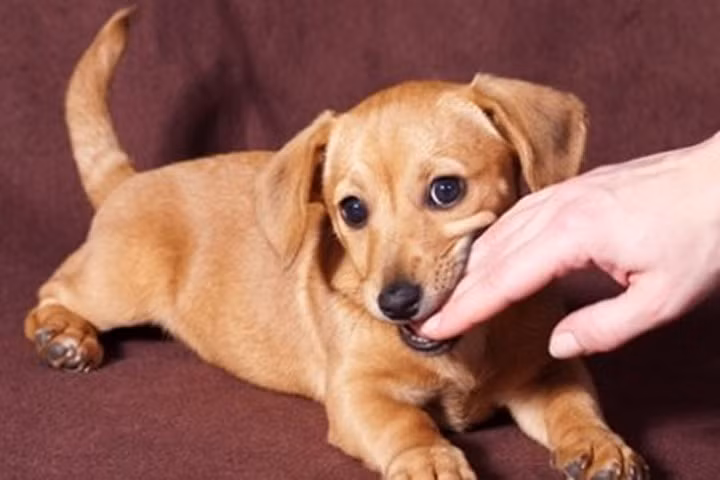 Những lưu ý quan trọng để không tử vong vì bệnh dại