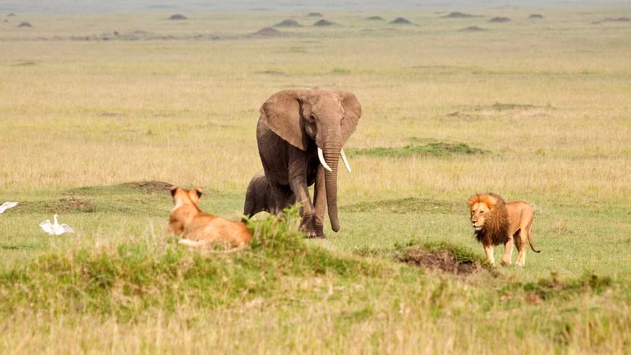 Voi mẹ liều mình chiến đấu với đàn sư tử để bảo vệ con