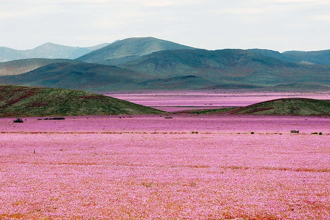 Sa mạc hoa đẹp khó tin ở Chile