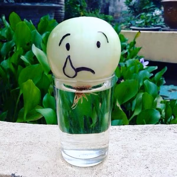 12109232_1062277587139304_1598637183634995001_n-40cfd