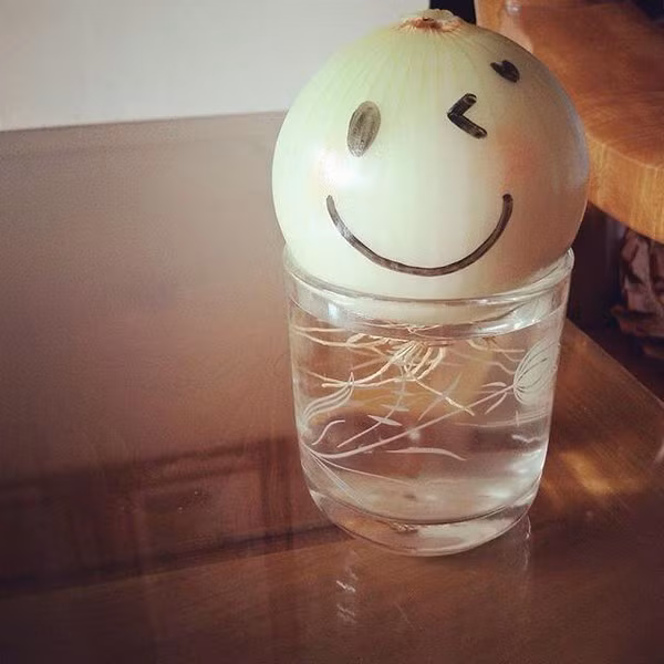 12190921_1064145790285817_3957401341580158475_n-84dc7