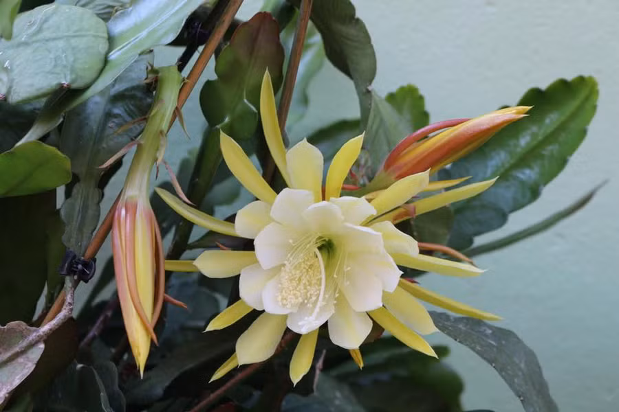 Mẹ Việt ở Đức tiết lộ bí quyết trồng quỳnh trăm hoa - 2