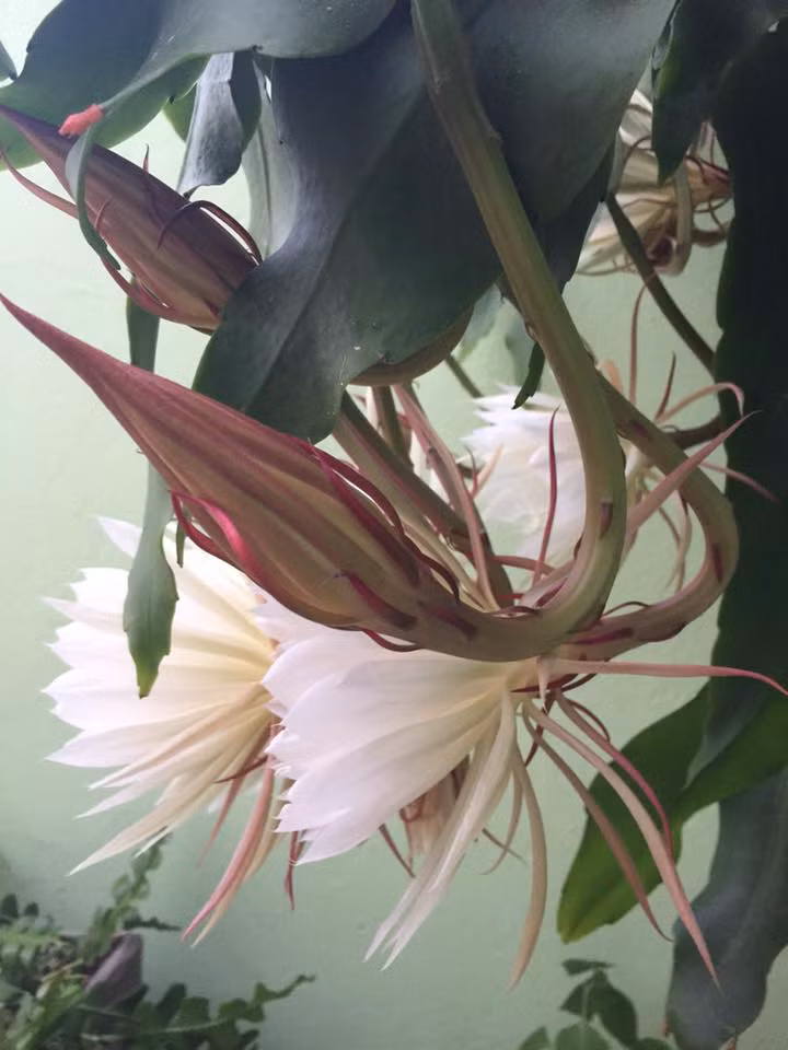 Mẹ Việt ở Đức tiết lộ bí quyết trồng quỳnh trăm hoa - 7