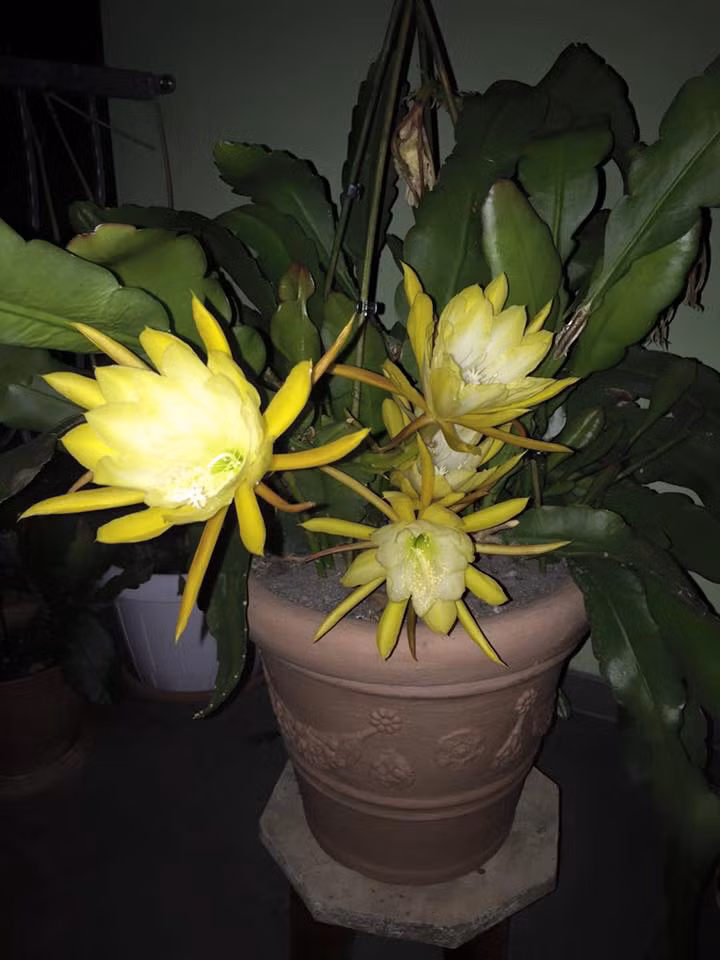 Mẹ Việt ở Đức tiết lộ bí quyết trồng quỳnh trăm hoa - 4