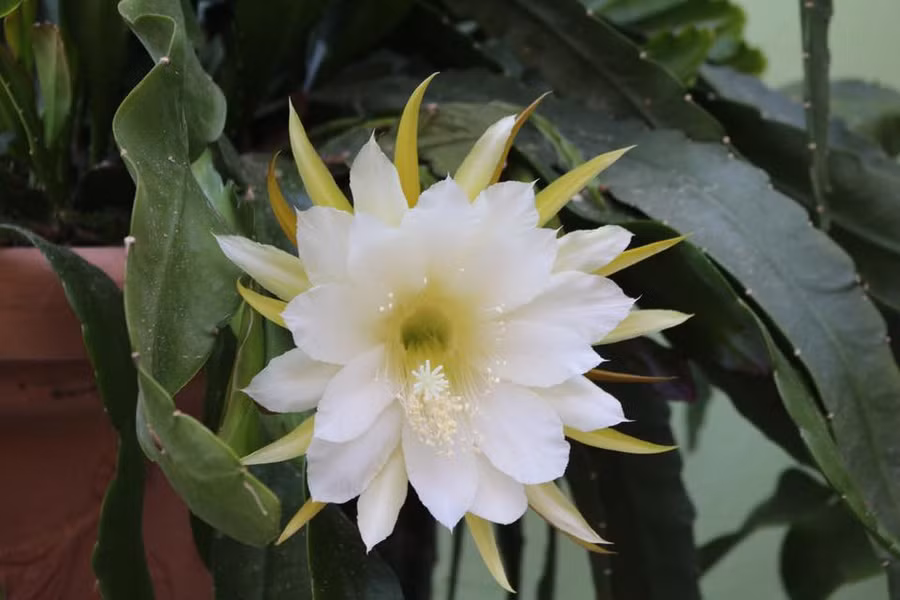 Mẹ Việt ở Đức tiết lộ bí quyết trồng quỳnh trăm hoa - 3