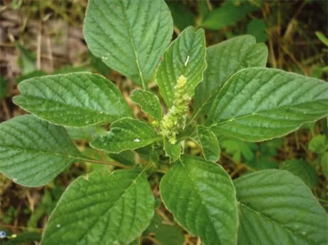 Bai thuoc hay tu cay rau den - Anh 1