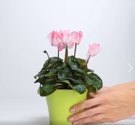 Bo vo chuoi va trung vao cay chet heo, dieu ky la bong xay ra - Anh 4