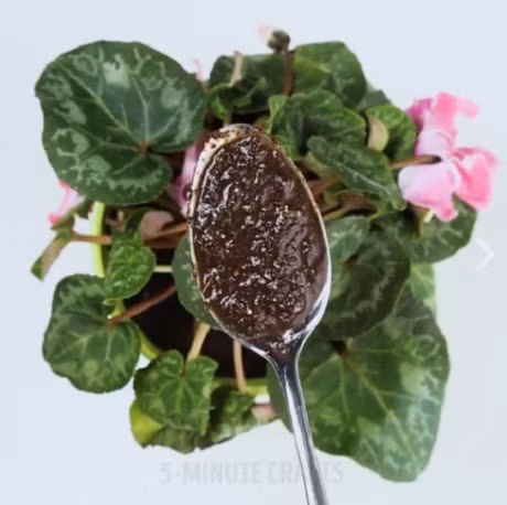 Bo vo chuoi va trung vao cay chet heo, dieu ky la bong xay ra - Anh 3