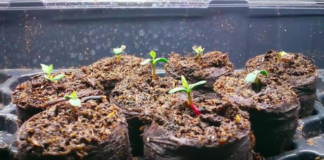 Kỹ thuật trồng cây hoa hồng leo bằng hạt ra hoa cực nhanh - Ảnh 3 Ky thuat trong cay hoa hong leo bang hat ra hoa cuc nhanh - Anh 3