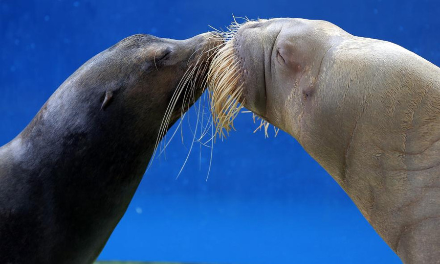 Một show biểu diễn trong công viên giải trí ở Yokohama, Nhật Bản Một show biểu diễn trong công viên giải trí ở Yokohama, Nhật Bản