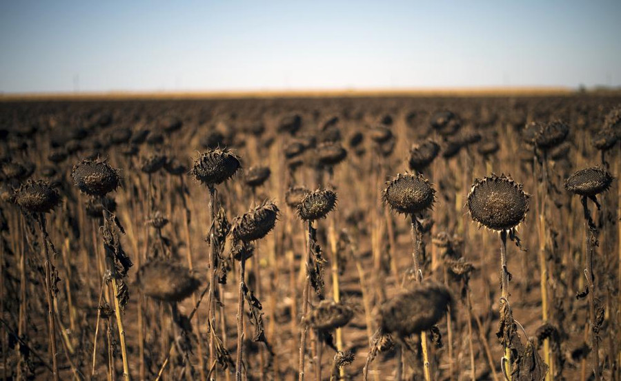 Những bông hoa hướng dương trong một đợt nắng nóng ở gần Kamen Brag, Bulgaria Những bông hoa hướng dương trong một đợt nắng nóng ở gần Kamen Brag, Bulgaria