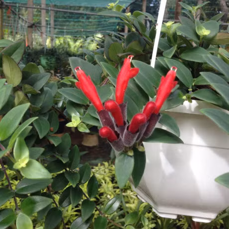 Ky thuat trong cay son moi va cham soc hoa no tung quyen ru - Anh 2