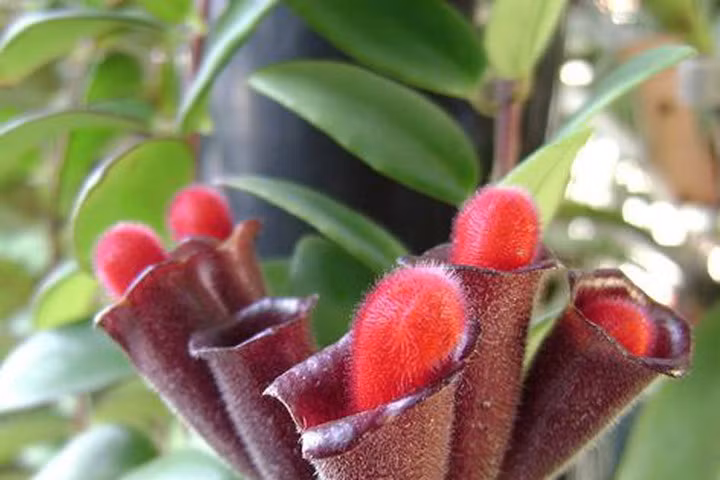 Kỹ thuật trồng cây son môi và chăm sóc hoa nở tung quyến rũ