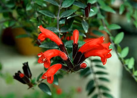 Ky thuat trong cay son moi va cham soc hoa no tung quyen ru - Anh 1