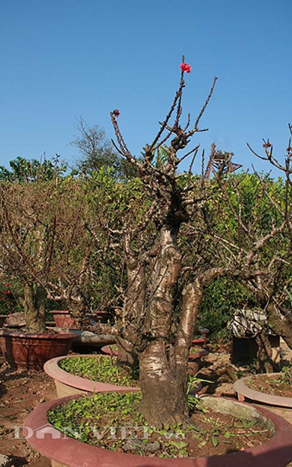 Đào thế cổ thụ: Không phải cứ nhiều tiền là thuê được ảnh 8