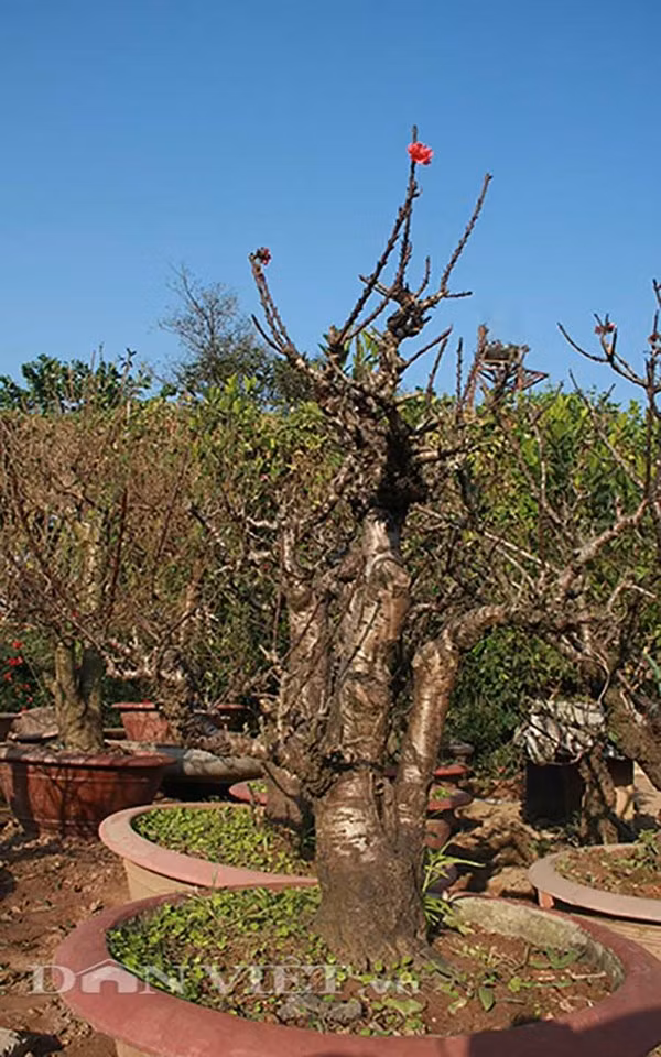 Đào thế cổ thụ: Không phải cứ nhiều tiền là thuê được ảnh 8