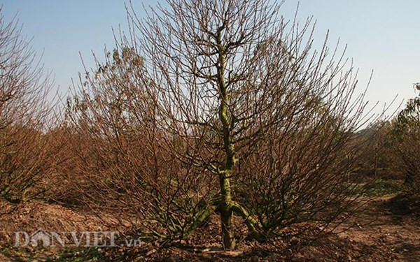 Đào thế cổ thụ: Không phải cứ nhiều tiền là thuê được ảnh 3